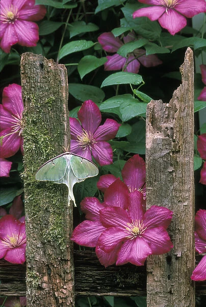 USA, Pennsylvania, Luna moth on fence with pink clematis flowers