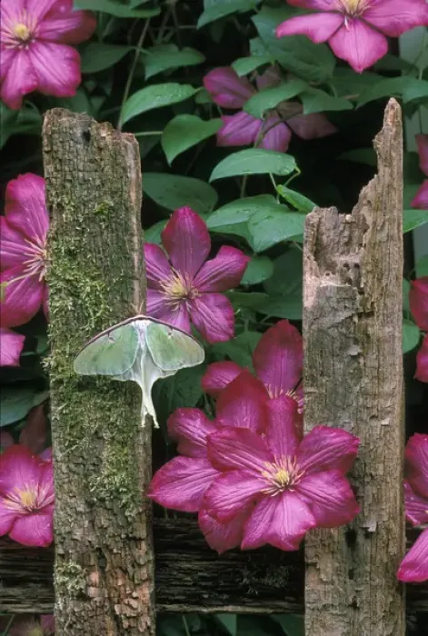 Framed Print : USA, Pennsylvania, Luna moth on fence with pink clematis flowers