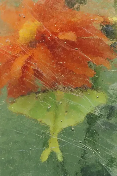 Framed Print : USA, Pennsylvania, Luna moth on orange dahlia behind glass