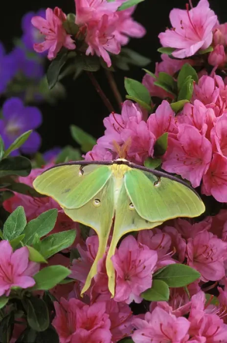 Framed Print : USA, Pennsylvania. Luna moth on pink clematis Framed Print : USA, Pennsylvania. Luna moth on pink clematis