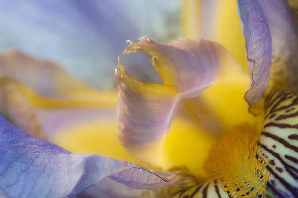 USA, Pennsylvania. Macro of iris flower interior. Credit as: Nancy Rotenberg  /  Jaynes