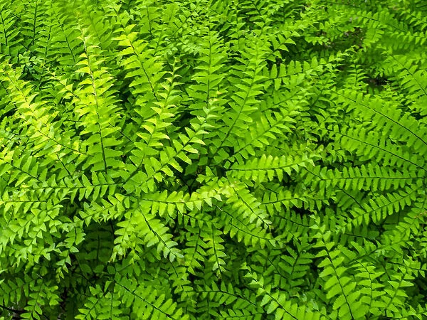 USA, Pennsylvania. Maidenhair fern, Adiantum pedatum, a perennial