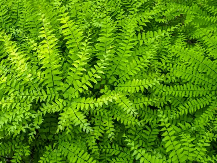 Framed Print : USA, Pennsylvania. Maidenhair fern, Adiantum pedatum, a perennial