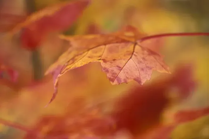 Framed Print : USA, Pennsylvania. Maple leaf in autumn color