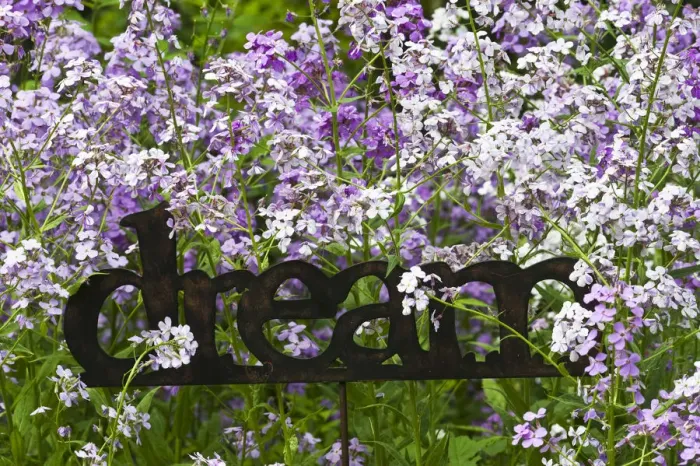 Framed Print : USA, Pennsylvania. Metal sign of word dream amid blooming phlox in garden. Credit as Framed Print : USA, Pennsylvania. Metal sign of word dream amid blooming phlox in garden. Credit as