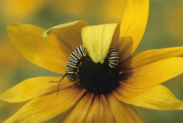 USA, Pennsylvania. Monarch caterpillar on daisy