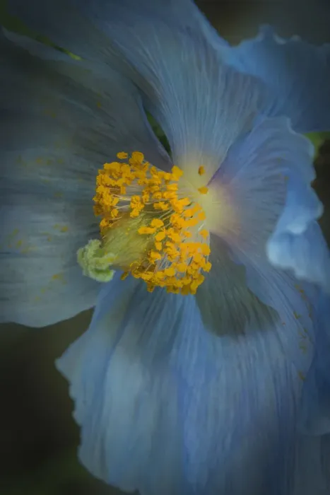 Framed Print : USA, Pennsylvania, Philadelphia. African blue poppy close-up Framed Print : USA, Pennsylvania, Philadelphia. African blue poppy close-up