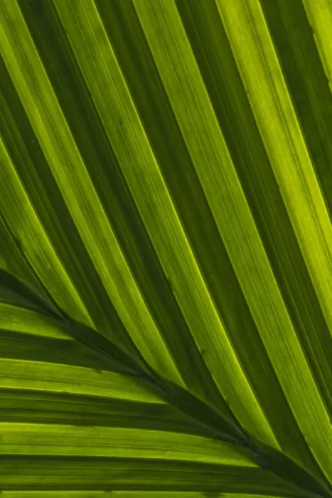 Framed Print : USA, Pennsylvania, Philadelphia. Leaf patterns close-up Framed Print : USA, Pennsylvania, Philadelphia. Leaf patterns close-up