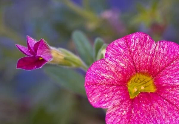 USA, Pennsylvania, Philadelphia. Close-up of pink flower at the Briar Bush Nature Center