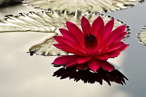 USA, Pennsylvania, Philadelphia, Longwood Gardens. Water lily flower and pads on garden pond