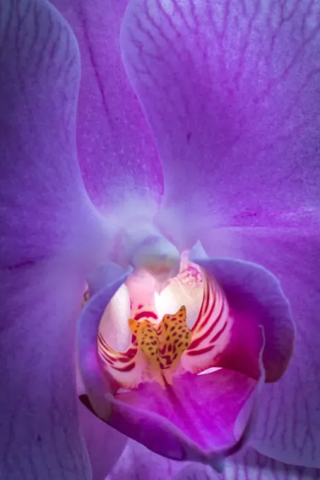Framed Print : USA, Pennsylvania, Philadelphia. Orchid close-up Framed Print : USA, Pennsylvania, Philadelphia. Orchid close-up