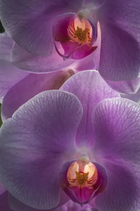 Framed Print : USA, Pennsylvania, Philadelphia. Orchids close-up Framed Print : USA, Pennsylvania, Philadelphia. Orchids close-up