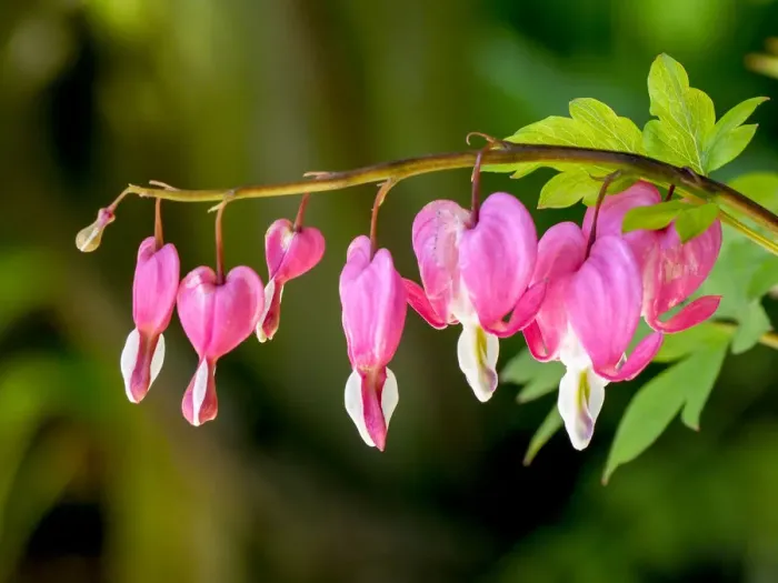 Framed Print : USA, Pennsylvania. Pink bleeding heart blossoms Framed Print : USA, Pennsylvania. Pink bleeding heart blossoms