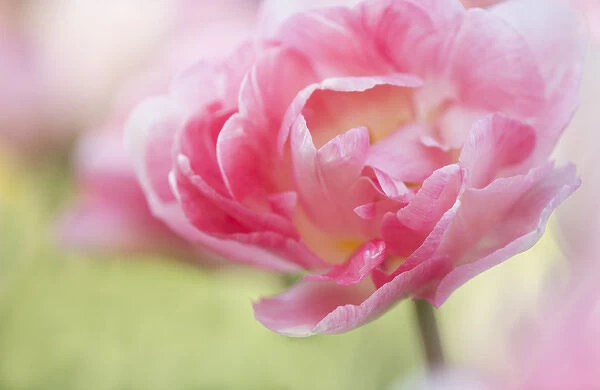 USA, Pennsylvania. Pink double tulip flower