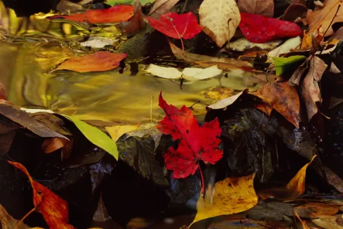 Framed Print : USA, Pennsylvania, Pocono Mountains. Autumns leaves in stream