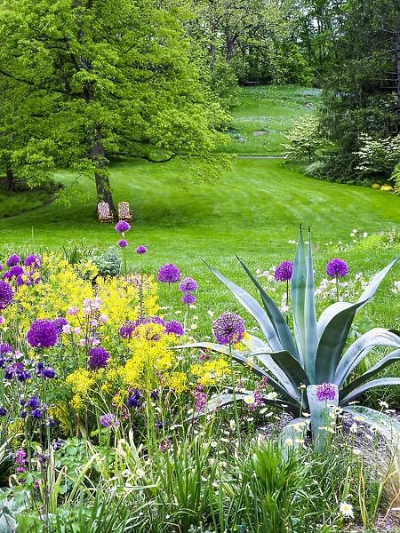 USA, Pennsylvania. Purple allium amongst other flowers in a spring garden