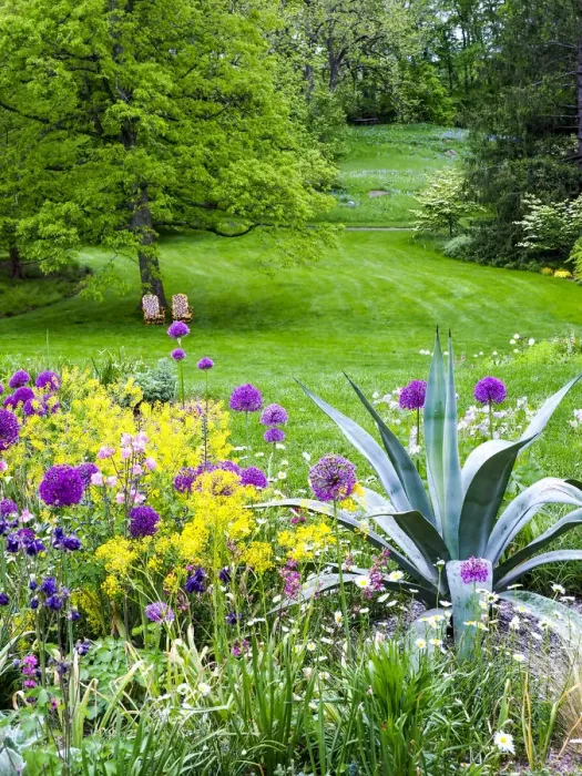 Framed Print : USA, Pennsylvania. Purple allium amongst other flowers in a spring garden Framed Print : USA, Pennsylvania. Purple allium amongst other flowers in a spring garden