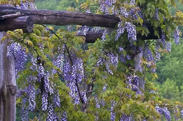 USA, Pennsylvania. Purple wisteria flowers hang on wooden trellis in garden