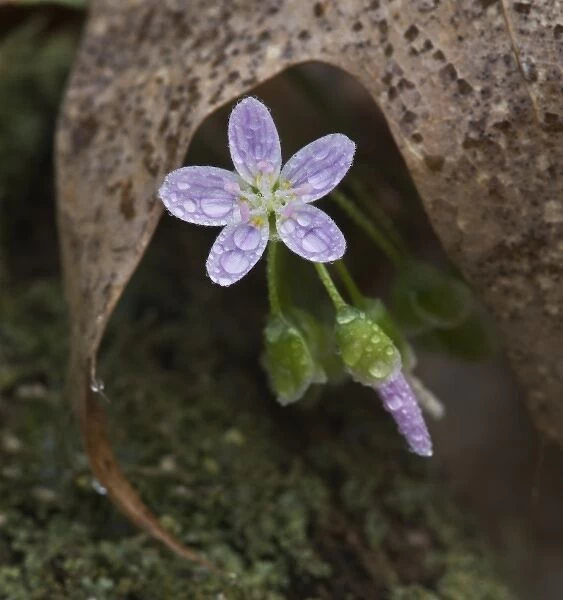 USA, Pennsylvania, Raccoon Creek State Park. Dew-covered spring beauty flower under curved leaf