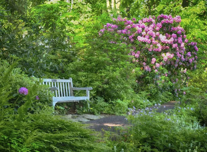 Framed Print : USA, Pennsylvania. Rhododendron and bench in a park setting Framed Print : USA, Pennsylvania. Rhododendron and bench in a park setting