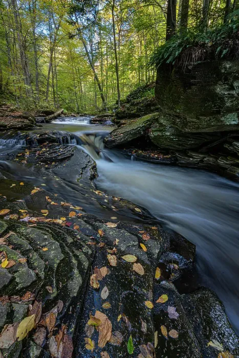 Framed Print : USA, Pennsylvania. Ricketts Glen State Park, fallen leaves along creek Framed Print : USA, Pennsylvania. Ricketts Glen State Park, fallen leaves along creek