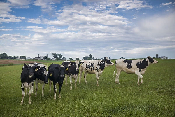 USA, Pennsylvania, Ronks. cows