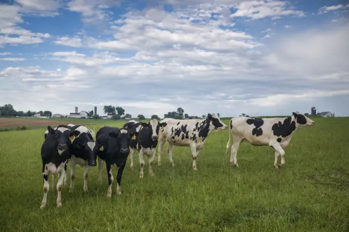 Framed Print : USA, Pennsylvania, Ronks. cows