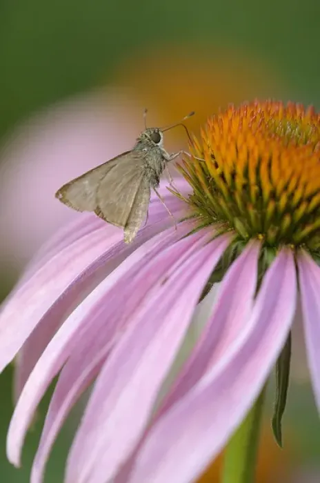 Framed Print : USA, Pennsylvania. Skipper butterfly on cone flower