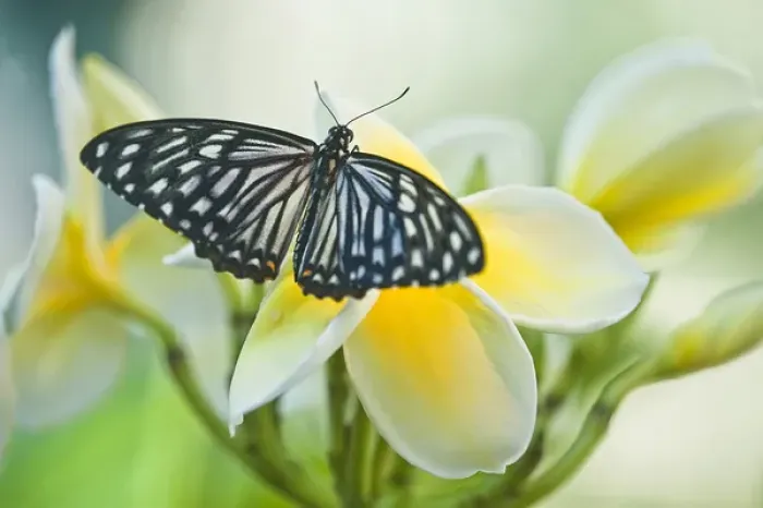 Framed Print : USA, Pennsylvania. Swallowtail butterfly on flower