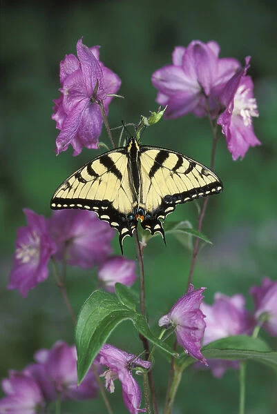 USA, Pennsylvania. Tiger swallowtail on delphinium flower