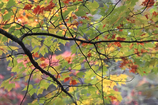USA, Pennsylvania. Tree branch in autumn light