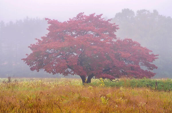 USA, Pennsylvania, Valley Forge National Park. Misty sunrise on solitary tree in autumn color