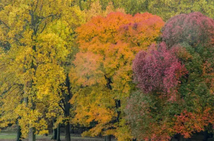Framed Print : USA, Pennsylvania, Valley Forge National Park. Sunrise on trees in autumn colors Framed Print : USA, Pennsylvania, Valley Forge National Park. Sunrise on trees in autumn colors