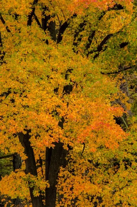 Framed Print : USA, Pennsylvania, Valley Forge National Park. Sunrise on trees in autumn colors