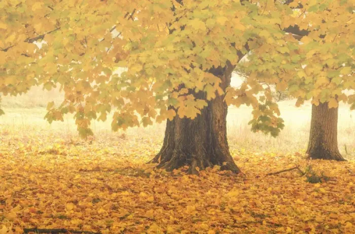 Framed Print : USA, Pennsylvania, Valley Forge National Park. Foggy sunrise on trees in autumn colors