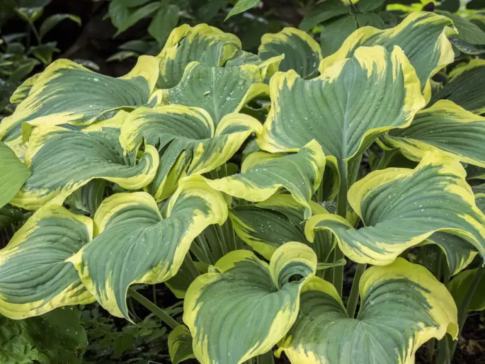Framed Print : USA, Pennsylvania. Variegated green and yellow hosta Framed Print : USA, Pennsylvania. Variegated green and yellow hosta