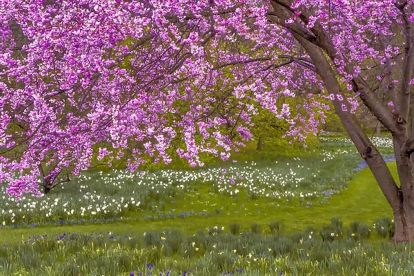 USA, Pennsylvania, Wayne, Chanticleer Garden. Cherry blossom tree in garden. Credit as
