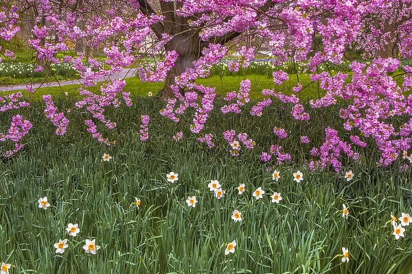 USA, Pennsylvania, Wayne, Chanticleer Garden. Cherry blossom tree in garden. Credit as