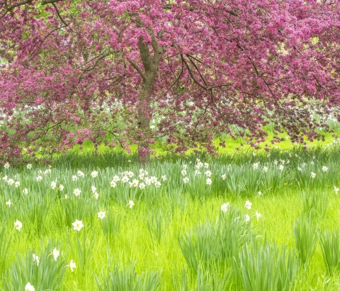 Framed Print : USA, Pennsylvania, Wayne and Chanticleer Gardens springtime blooming crabapple