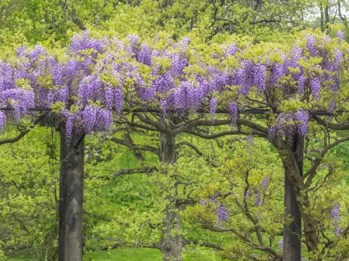 Framed Print : USA, Pennsylvania, Wayne and Chanticleer Gardens springtime flowering Wisteria vine Framed Print : USA, Pennsylvania, Wayne and Chanticleer Gardens springtime flowering Wisteria vine