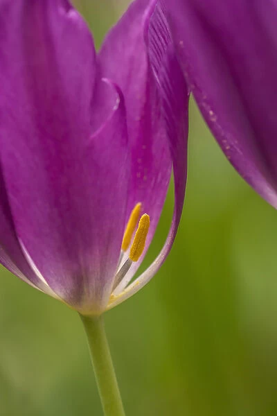 USA, Pennsylvania, Wayne. Tulip in Chanticleer Garden