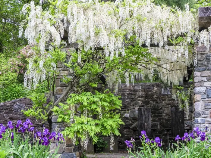 Framed Print : USA, Pennsylvania. White wisteria hanging over a patio in a garden with purple iris below Framed Print : USA, Pennsylvania. White wisteria hanging over a patio in a garden with purple iris below