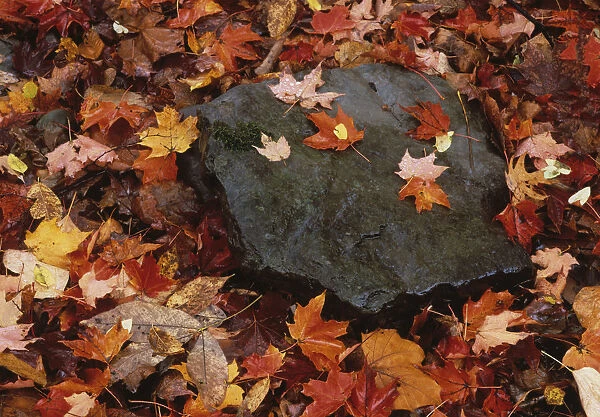 USA, Pennsylvania, Worlds End State Park. Fallen leaves and ferns growing from rock