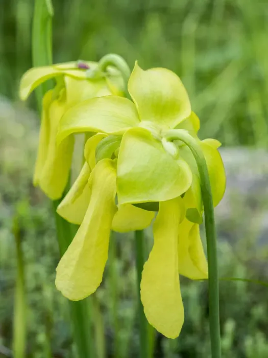 Framed Print : USA, Pennsylvania. The yellow flowers of the pitcher plant, Sarracenia, a carnivorous plant Framed Print : USA, Pennsylvania. The yellow flowers of the pitcher plant, Sarracenia, a carnivorous plant