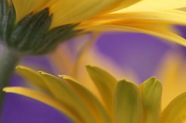USA, Pennsylvania. Yellow Gerbera Daisies, close up, purple background. Credit as
