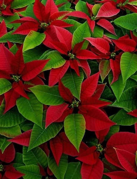 USA, Red poinsettia flowers with green leaves