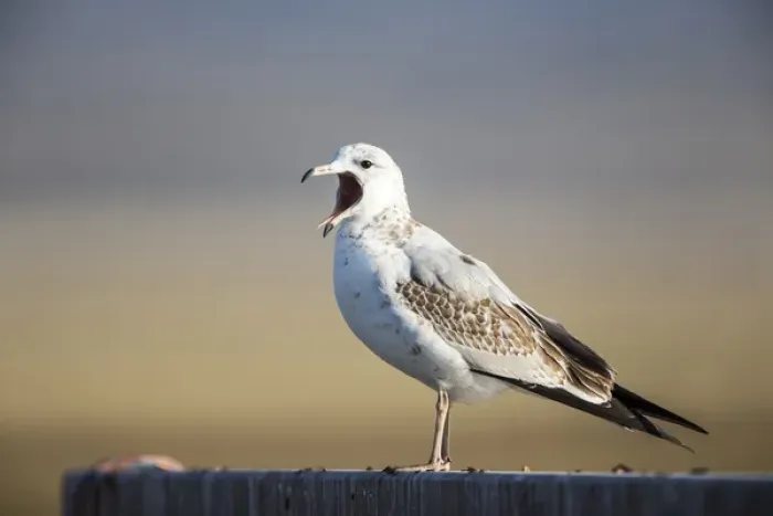Framed Print : USA, Red Rock Lakes National Wildlife Refuge, Immature Ring-billed Gull yawning