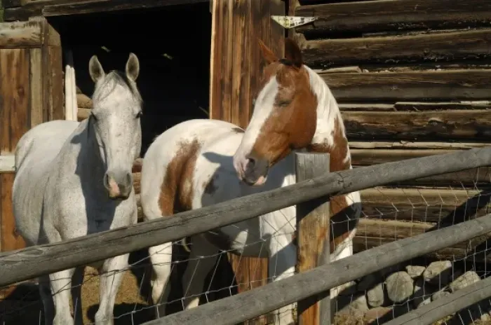 Framed Print : USA, Salmon, Idaho, Horses at Log Barn Framed Print : USA, Salmon, Idaho, Horses at Log Barn