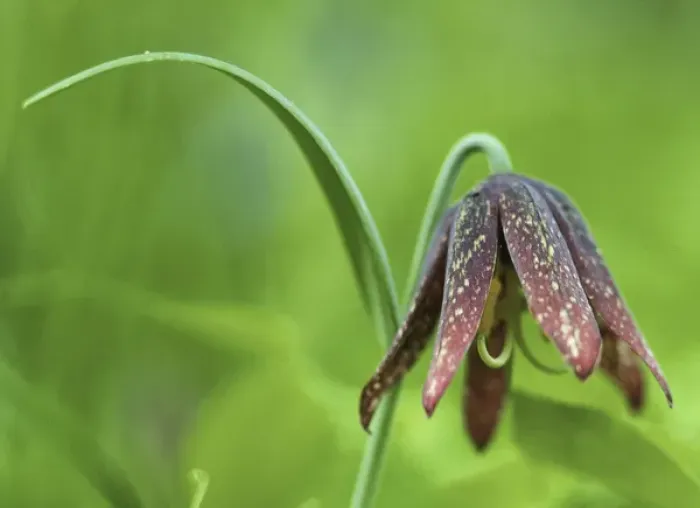 Framed Print : USA, San Juan Islands, Washington. Chocolate (LilyFritillaria affinis) on Nature Framed Print : USA, San Juan Islands, Washington. Chocolate (LilyFritillaria affinis) on Nature