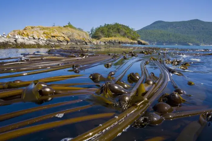 Framed Print : USA, San Juan Islands, Washington. Bull kelp near Strawberry Island, a few sea kayakers Framed Print : USA, San Juan Islands, Washington. Bull kelp near Strawberry Island, a few sea kayakers